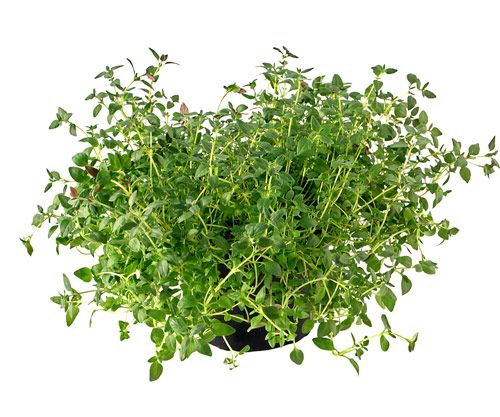 Thyme